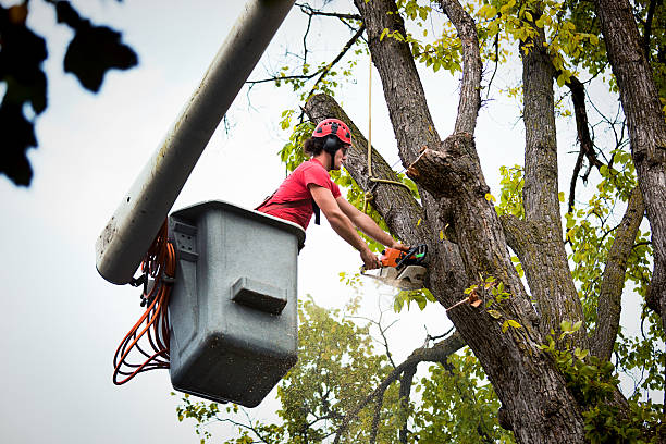 Professional  Tree Services in Britton, SD