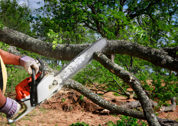 Why Choose Our Tree Removal Services in Britton, SD?